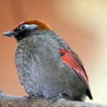 Birds are slow to evolve, making them vulnerable